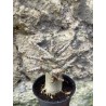 Baobab chacal (adenium arabicum) de 3 ans - AR76
