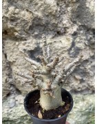 Baobab chacal (adenium arabicum) de 3 ans - AR76