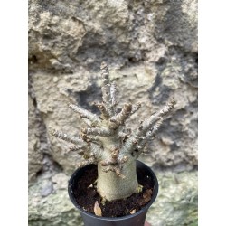 Baobab chacal (adenium arabicum) de 3 ans - AR76