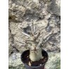 Baobab chacal (adenium arabicum) de 3 ans - AR76