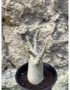 Baobab chacal (adenium arabicum) de 3 ans - AR75