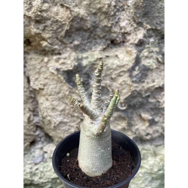 Baobab chacal (adenium arabicum) de 3 ans - AR75 Baobab chacal (adenium arabicum) de 3 ans - AR75