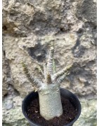 Baobab chacal (adenium arabicum) de 3 ans - AR75