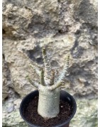 Baobab chacal (adenium arabicum) de 3 ans - AR75