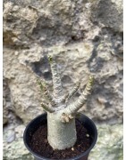 Baobab chacal (adenium arabicum) de 3 ans - AR75