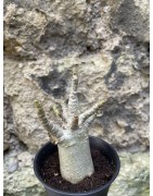 Baobab chacal (adenium arabicum) de 3 ans - AR75
