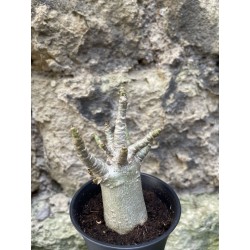 Baobab chacal (adenium arabicum) de 3 ans - AR75