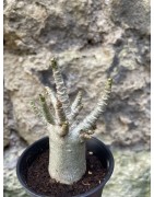 Baobab chacal (adenium arabicum) de 3 ans - AR75