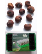 Kit semis n°1 : 4 mini-serres, 100 graines de baobab africain, 2 sachets vermiculite/perlite