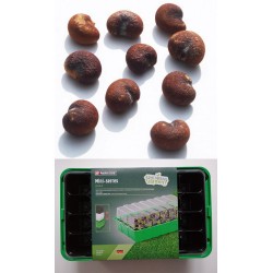 Kit semis n°1 : 4 mini-serres, 100 graines de baobab africain, 2 sachets vermiculite/perlite