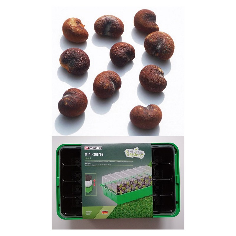 Kit semis n°1 : 4 mini-serres, 100 graines de baobab africain, 2 sachets vermiculite/perlite