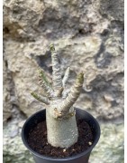 Baobab chacal (adenium arabicum) de 3 ans - AR75