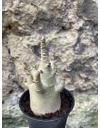 Baobab chacal (adenium arabicum) de 3 ans - AR74