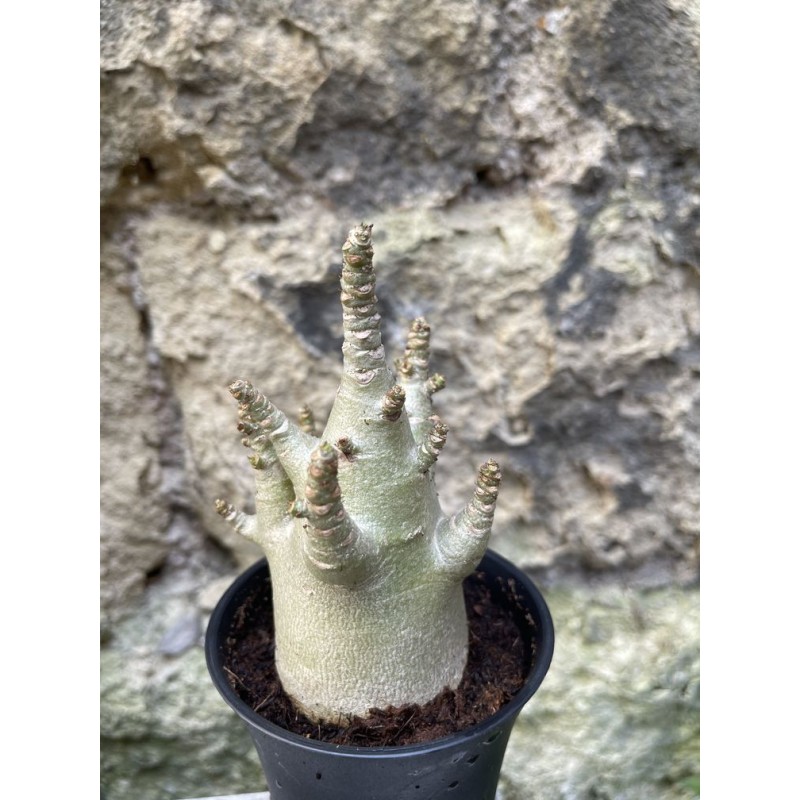 Baobab chacal (adenium arabicum) de 3 ans - AR74 Baobab chacal (adenium arabicum) de 3 ans - AR74