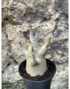 Baobab chacal (adenium arabicum) de 3 ans - AR74