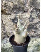 Baobab chacal (adenium arabicum) de 3 ans - AR74
