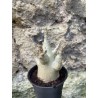 Baobab chacal (adenium arabicum) de 3 ans - AR74