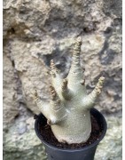 Baobab chacal (adenium arabicum) de 3 ans - AR74