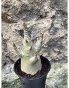 Baobab chacal (adenium arabicum) de 3 ans - AR74