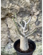 Baobab chacal (adenium arabicum) de 3 ans - AR73