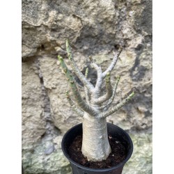 Baobab chacal (adenium arabicum) de 3 ans - AR73