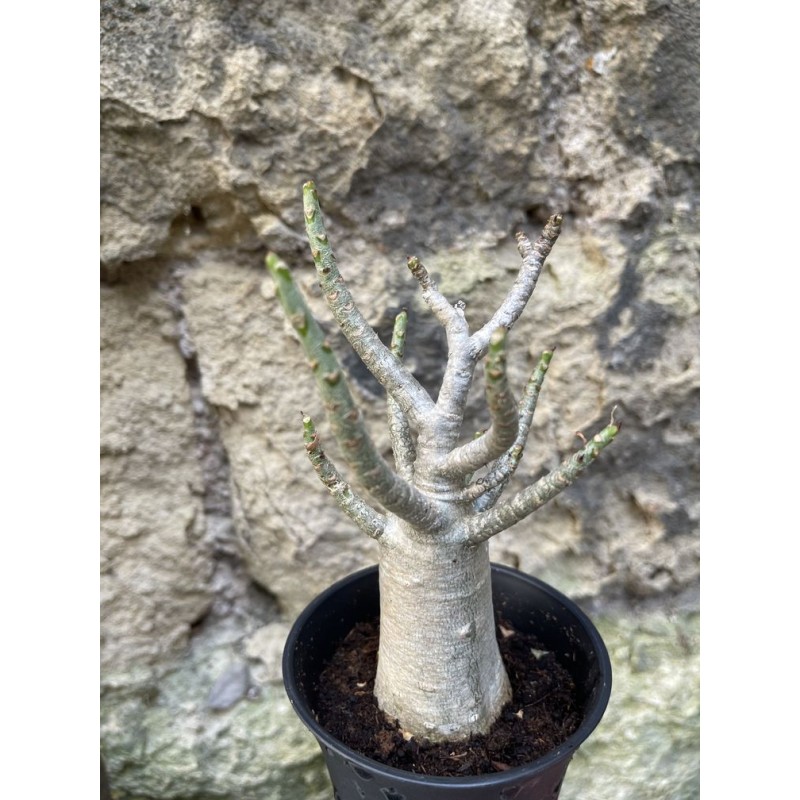 Baobab chacal (adenium arabicum) de 3 ans - AR73 Baobab chacal (adenium arabicum) de 3 ans - AR73