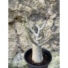 Baobab chacal (adenium arabicum) de 3 ans - AR73
