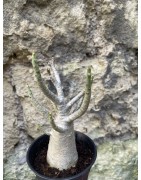 Baobab chacal (adenium arabicum) de 3 ans - AR73
