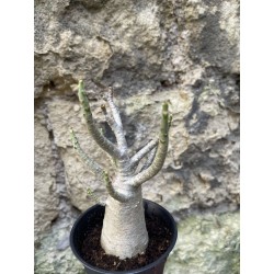 Baobab chacal (adenium arabicum) de 3 ans - AR73