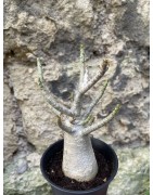 Baobab chacal (adenium arabicum) de 3 ans - AR73
