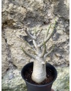 Baobab chacal (adenium arabicum) de 3 ans - AR73