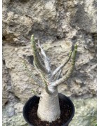 Baobab chacal (adenium arabicum) de 3 ans - AR73