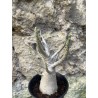Baobab chacal (adenium arabicum) de 3 ans - AR73