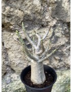 Baobab chacal (adenium arabicum) de 3 ans - AR73