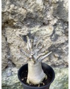 Baobab chacal (adenium arabicum) de 3 ans - AR72