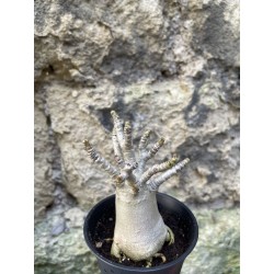 Baobab chacal (adenium arabicum) de 3 ans - AR72