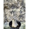Baobab chacal (adenium arabicum) de 3 ans - AR72