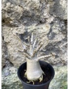 Baobab chacal (adenium arabicum) de 3 ans - AR72