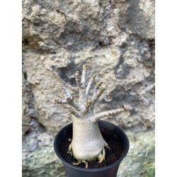 Baobab chacal (adenium arabicum) de 3 ans - AR72
