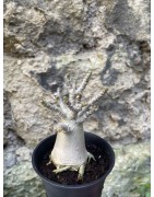 Baobab chacal (adenium arabicum) de 3 ans - AR72