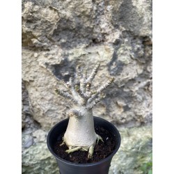Baobab chacal (adenium arabicum) de 3 ans - AR72