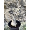 Baobab chacal (adenium arabicum) de 3 ans - AR72