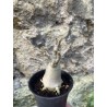 Baobab chacal (adenium arabicum) de 3 ans - AR72