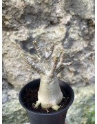 Baobab chacal (adenium arabicum) de 3 ans - AR72