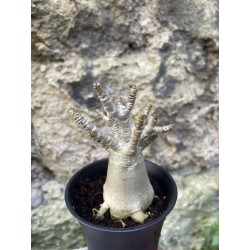 Baobab chacal (adenium arabicum) de 3 ans - AR72
