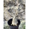 Baobab chacal (adenium arabicum) de 3 ans - AR72