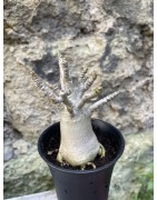 Baobab chacal (adenium arabicum) de 3 ans - AR72
