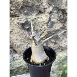 Baobab chacal (adenium arabicum) de 3 ans - AR72
