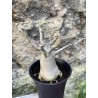 Baobab chacal (adenium arabicum) de 3 ans - AR72