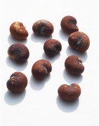 Kit semis n°1 : 4 mini-serres, 100 graines de baobab africain, 2 sachets vermiculite/perlite